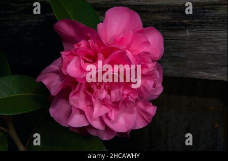 Quelle beauté à avoir dans votre jardin!Cette Camellia (Camellia Japonica) produit ces fleurs roses chaque hiver, à l'extérieur de ma fenêtre. Banque D'Images