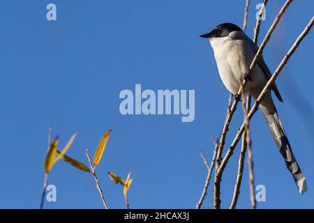 Un magpie ailé d'azur (Cyanopica cyanus) dans les arbres du parc Izumi no Mori, Kanagawa, Japon. Banque D'Images