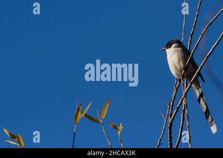 Un magpie ailé d'azur (Cyanopica cyanus) dans les arbres du parc Izumi no Mori, Kanagawa, Japon. Banque D'Images