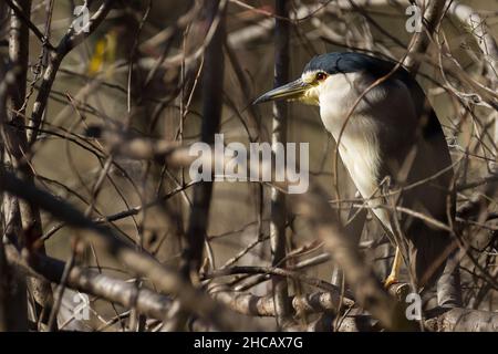 Un héron noir couronné (Nycticorax nycticorax) roosting dans une certaine sous-croissance par un petit lac Izumi no Mori Park, Kanagawa, Japon. Banque D'Images