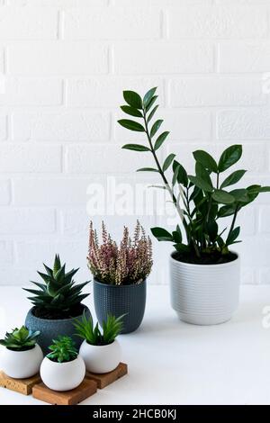 la collecte de diverses plantes de maison et de succulents dans diverses casseroles sur une table blanche contre un mur de brique Banque D'Images