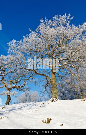 Arbre de chêne avec le gel en hiver paysage Banque D'Images