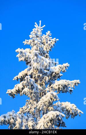 Sommet d'épicéa avec neige et gel contre le ciel bleu Banque D'Images