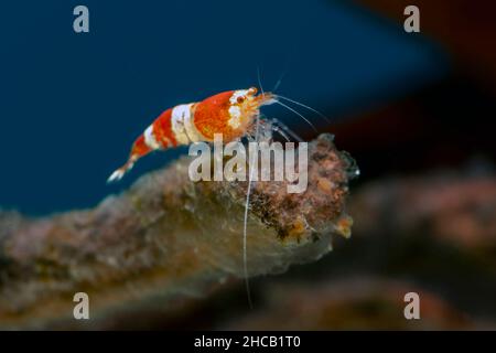 Crevettes en cristal rouge à l'aquarium d'eau douce Banque D'Images