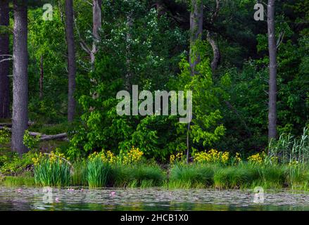 Stuckys Pond dans le Delaware Water Gap National Recreation Area, Pennsylvanie avec fleur non-native drapeau d'iris jaune. Banque D'Images