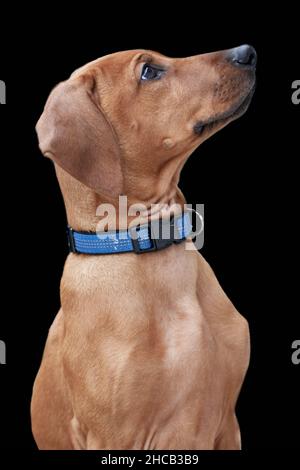 Vue rapprochée d'un chiot de Rhodésie Ridgeback.Chien de chasse brun à collier bleu isolé sur fond noir. Banque D'Images