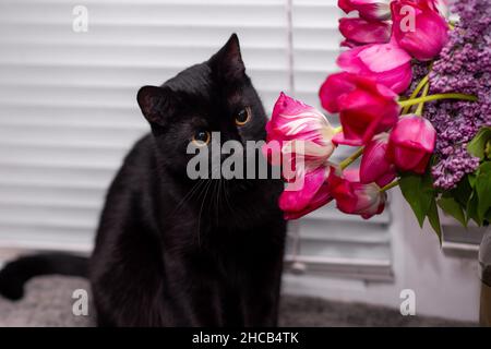 un chat noir sniffs des fleurs de tulipe. gros plan. Banque D'Images