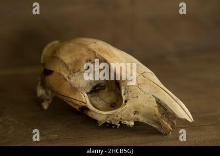 Crâne de chien manquant mâchoire inférieure sur un fond rustique en bois Banque D'Images