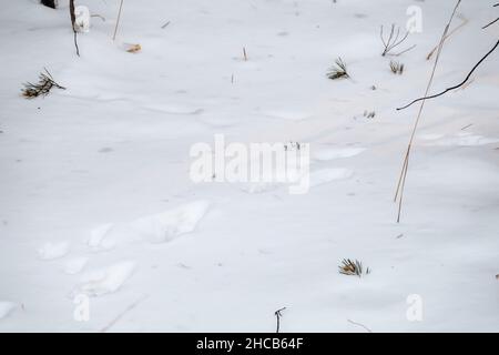 Traces d'un lièvre et d'un renard le chassant sur la neige blanche dans la forêt.Traces d'animaux dans la neige.Empreintes de pattes de lièvre, de loup, de renard, de chien et de chat dans la forêt Banque D'Images