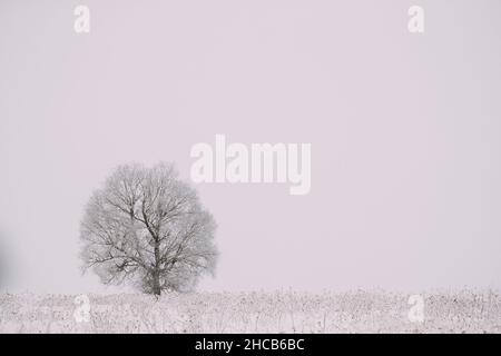 Arbre solitaire dans champ enneigé en hiver Frosty Day.Arbres moelleux dans la neige.Minimalisme en paysage d'hiver Banque D'Images