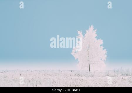 Arbre solitaire dans champ enneigé en hiver Frosty Day.Arbres moelleux dans la neige.Minimalisme en paysage d'hiver Banque D'Images