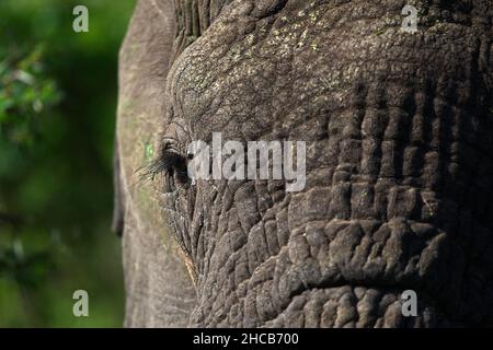Photo macro d'un éléphant gris sur un fond flou en Tanzanie Banque D'Images