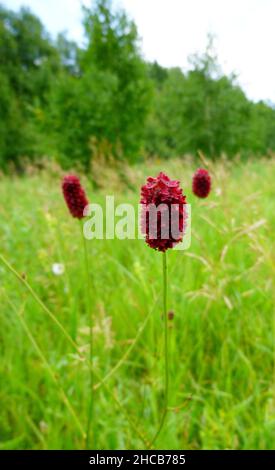 Grand burnett Sanguisorba officinalis Grande fleur de burnett.Jour ensoleillé d'été sur un pré en Sibérie Russie Banque D'Images