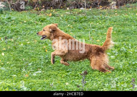 Chien écossais Golden Retriever debout sur l'herbe verte dans la nature Banque D'Images