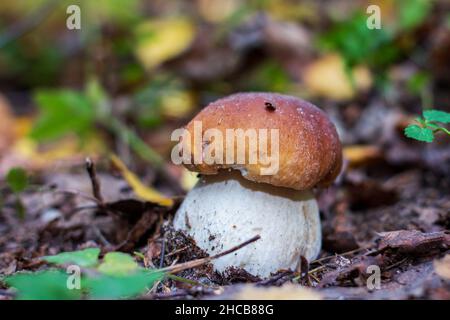 Les jeunes boletus poussent dans la forêt.Gros plan Banque D'Images