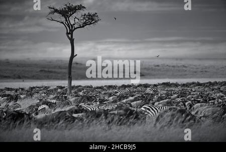Photo en niveaux de gris d'une confusion de wildebeests et zèle de zèbres dans un champ à Masai Mara, Kenya Banque D'Images