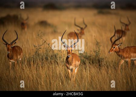 Troupeau d'impalas (Aepyceros melampus) dans un champ herbacé à Masai Mara, Kenya Banque D'Images