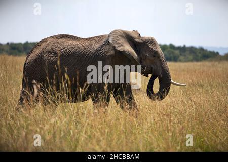 Grand éléphant marchant dans un champ herbacé à Masai Mara, Kenya Banque D'Images