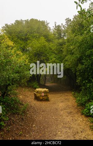 Vue sur le sentier de randonnée dans la forêt, au sommet du Mont Meron, en haute Galilée, dans le nord d'Israël, par une journée d'hiver brumeuse Banque D'Images