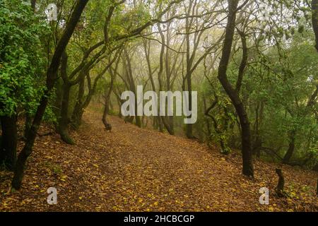 Vue sur le sentier de randonnée dans la forêt, au sommet du Mont Meron, en haute Galilée, dans le nord d'Israël, par une journée d'hiver brumeuse Banque D'Images