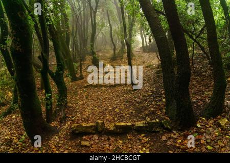 Vue sur le sentier de randonnée dans la forêt, au sommet du Mont Meron, en haute Galilée, dans le nord d'Israël, par une journée d'hiver brumeuse Banque D'Images