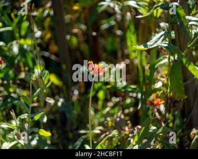 petite fleur rouge-jaune dans le jardin, en automne Banque D'Images