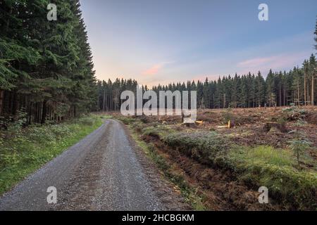 Route de gravier qui s'étend le long de la zone forestière endommagée par des coléoptères d'écorce Banque D'Images