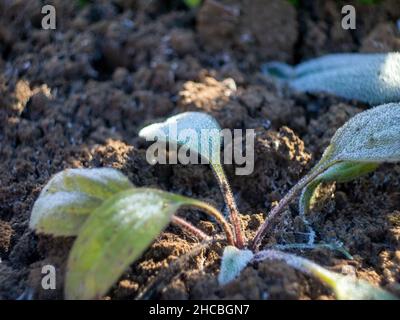 plantes de jardin couvertes de neige légère, en automne Banque D'Images