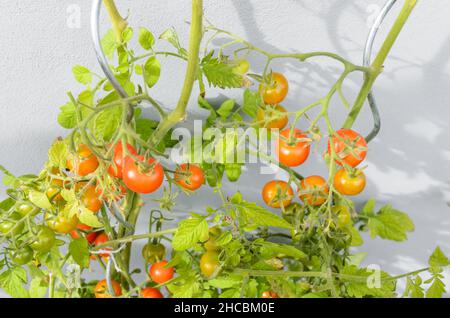 Solanum lycopersicum, plants de tomates vertes et rouges non mûres maison qui poussent dans un jardin Banque D'Images