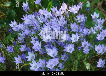 Ithuriels Spear (Brodiaea 'Queen Fabiola').Appelé Triplet Lily, joli visage et jacinthe sauvage aussi.Un autre nom botanique est Triteleia laxa 'Reine Fa Banque D'Images