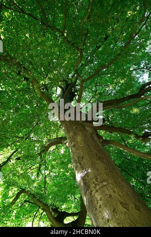 Hêtre (Fagus sylvatica) Banque D'Images