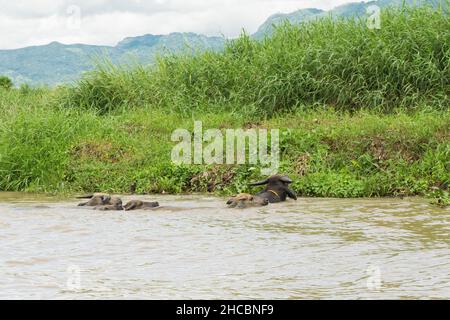 Un petit troupeau de buffles d'eau, Bubalus bubalis, traverse un canal inondé d'eau au lac Inle, au Myanmar, et monte sur la rive opposée de la rivière. Banque D'Images