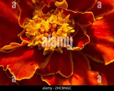 Fleur de marigot lumineuse, gros plan. Photo macro d'une fleur aux pétales d'orange. Banque D'Images