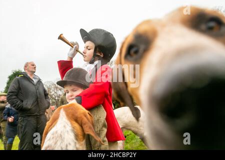 Hagley, Worcestershire, Royaume-Uni.27th décembre 2021.Un curieux chien photombe l'appareil photo alors que Henley Mills, 8 ans, souffle sa corne lors de la première rencontre d'Albrighton et de Woodland Hunt à Hagley Hall depuis la pandémie du coronavirus.La chasse aux bois et à l'albrighton se réunit chaque année à Hagley Hall, dans le Worcestershire.Crédit : Peter Lophan/Alay Live News Banque D'Images