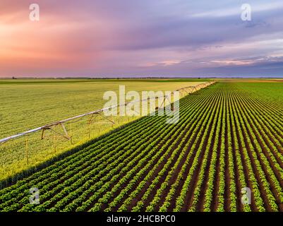 Vue aérienne de l'arroseur agricole séparant les vastes champs de blé vert et de pommes de terre à l'aube Banque D'Images