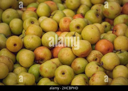 Gros plan de fruits bangladeshi Jujube dans un marché près du village Banque D'Images