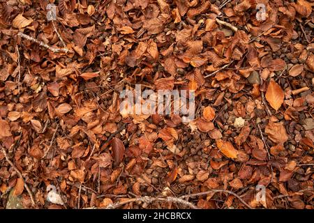 Feuilles d'automne tombées sur terre en forêt Banque D'Images