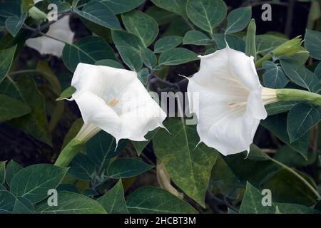 Fleur trompette du diable (Datura metel). Connu aussi comme Metel, le Thorn apple et corne d'abondance. Banque D'Images