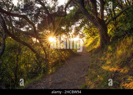 Le soleil levant brille à travers des branches d'arbres qui poussent le long du sentier menant à la plage de Wharariki Banque D'Images