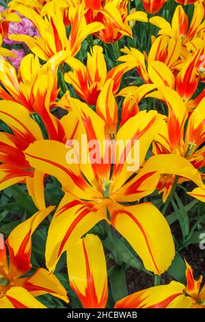 Têtes de tulipes jaunes fleuris (ailes de feu de Tulipa) Banque D'Images