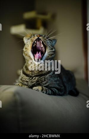 Un chat tabby qui baille tout en étant assis sur un canapé à la maison Banque D'Images