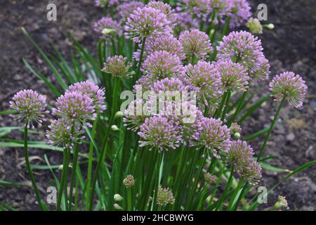 Oignon ornemental de Millenium (Allium 'Millenium').Appelé Millenium Floraison oignon aussi.Variété hybride d'Allium nutans. Banque D'Images