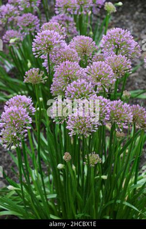 Oignon ornemental de Millenium (Allium 'Millenium').Appelé Millenium Floraison oignon aussi.Variété hybride d'Allium nutans. Banque D'Images