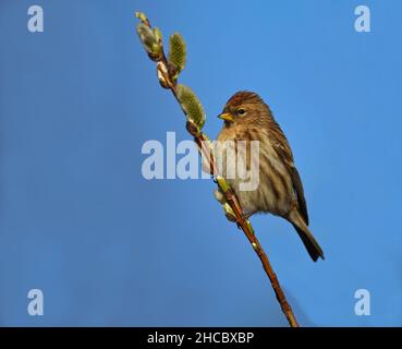Sondage commun (Acanthis flammea) assis sur la branche de saule. Banque D'Images
