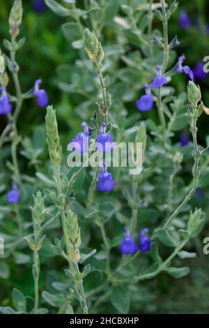 Germanier (Salvia chamaedryoides) Banque D'Images