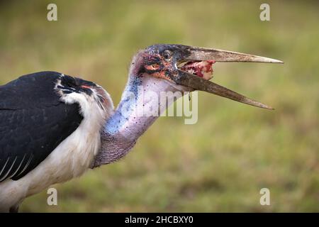 Portrait latéral d'une cigogne de marabout mangeant un morceau de viande à Masai Mara, Kenya Banque D'Images