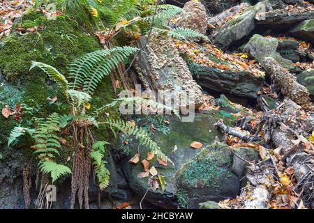 Fern pousse dans une gorge sur des touffes Banque D'Images