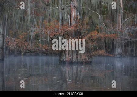 Paysage hypnotisant pendant la pluie dans les marécages de Great Cypress, États-Unis Banque D'Images