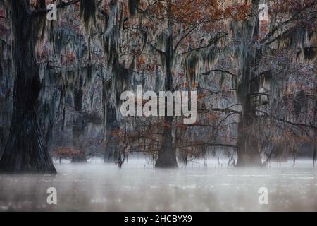 Paysage hypnotisant pendant la pluie dans les marécages de Great Cypress, États-Unis Banque D'Images