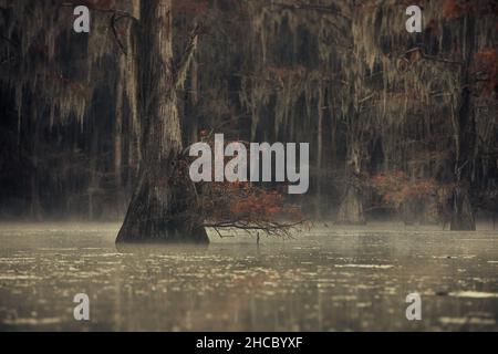 Paysage hypnotisant pendant la pluie dans les marécages de Great Cypress, États-Unis Banque D'Images